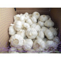 Jinxiang pur blanc ail 6.0-6.5cm